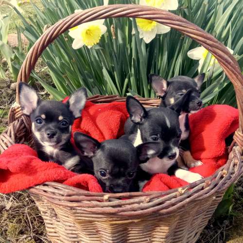 Les chasse-Dragons, élevage d'animaux de compagnie