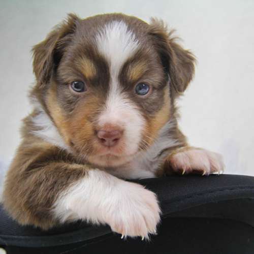 Elevage familial de bergers américains miniatures