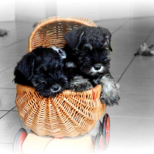 Elevage schnauzer nain MAGIC IANOOD