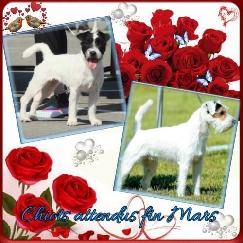 élevage familial de Jack Russell Terrier