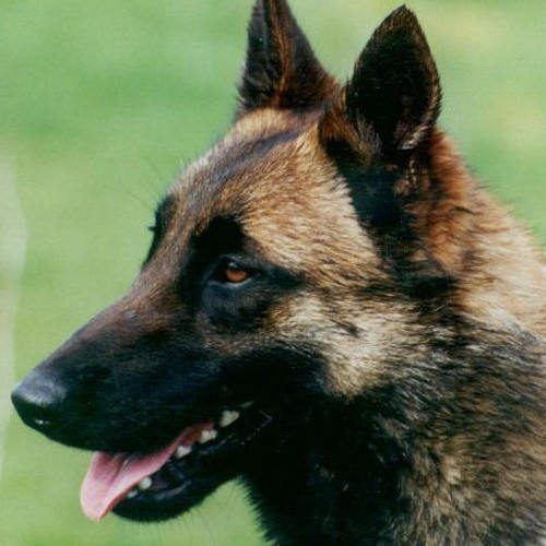 BERGERS BELGES MALINOIS