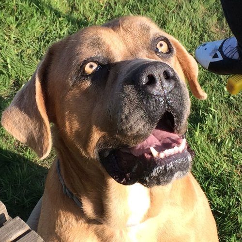 Elevage type familial de Cané corso LOF