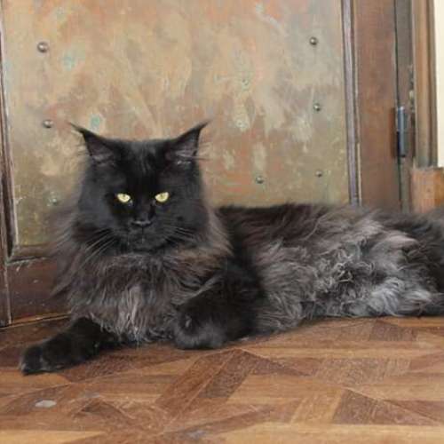 eleveur de chats de race Maine Coon