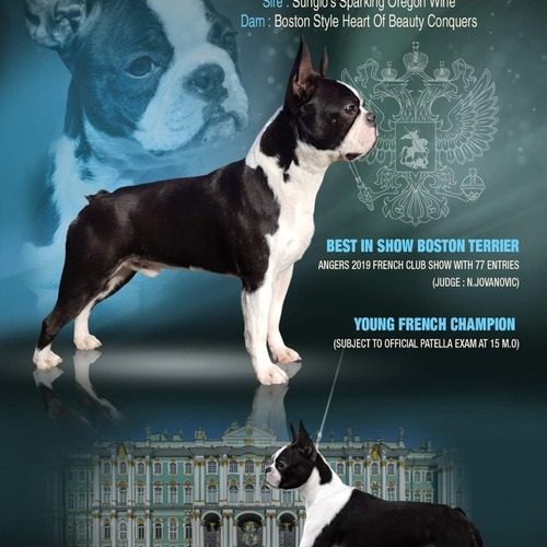 Élevage Familial de la Légende des Nymphes Bleues