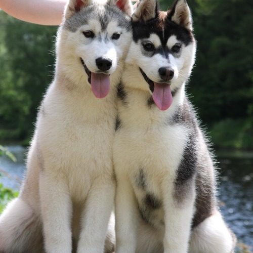 Chiots Husky Sibérien LOF
