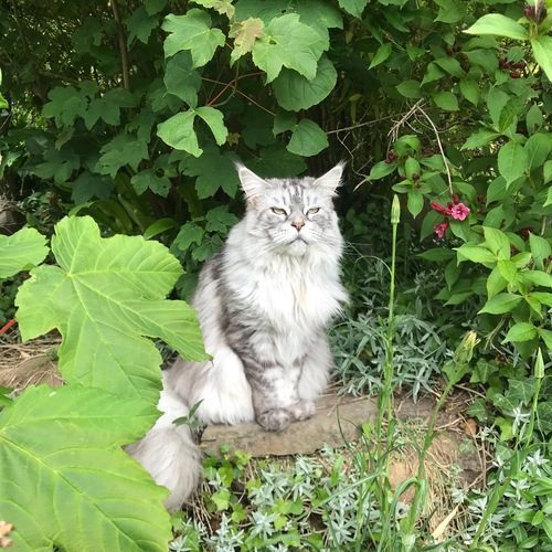 Lili brèche aux Coons