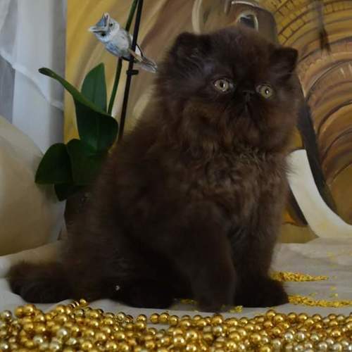 Chatterie des Sources Kenya