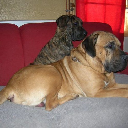 Chiots Dogo Canario Dogue des Canaries