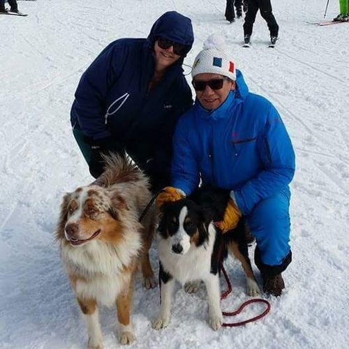 Le berger australien ...Une passion !