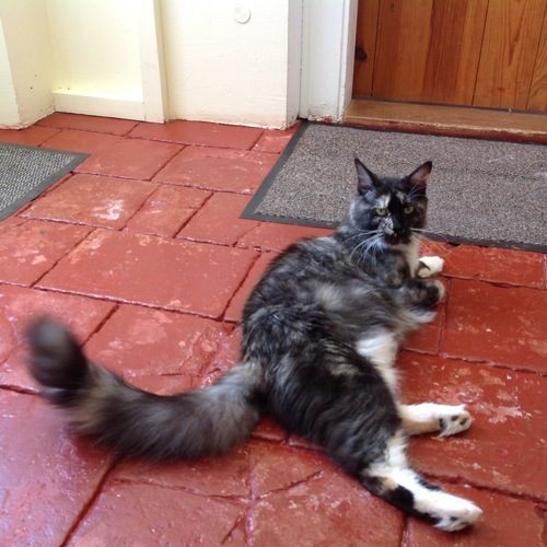 Chatterie dé Castelculié