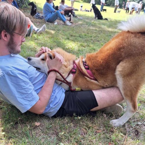 Élevage familial  akita inu