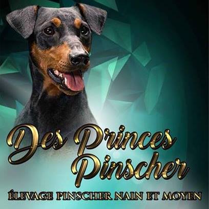 Elevage de Pinscher Nain et Pinscher Allemand