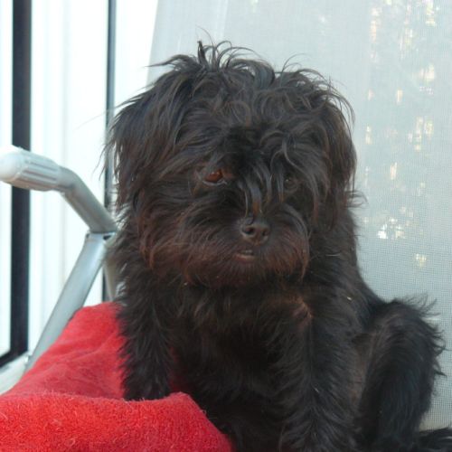 Elevage familial d'affenpinscher