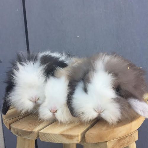 Élevage des petit morinois