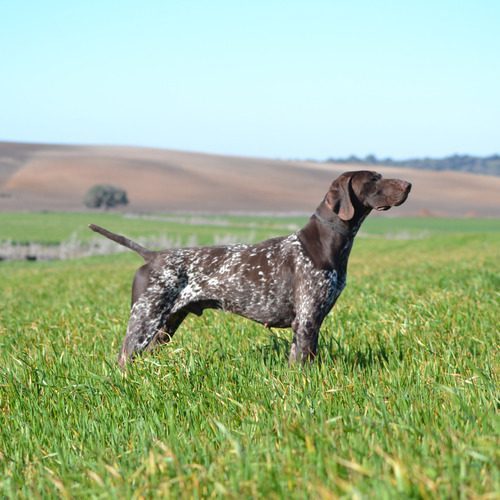 Elevage du Rio Parana - Chasse et Compétition