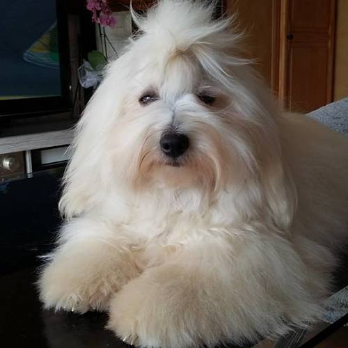 Domaine de Lillie rose