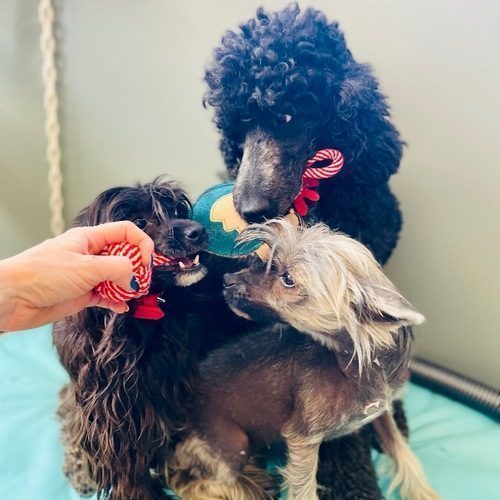 Elevage caniche royal & chien chinois à crête