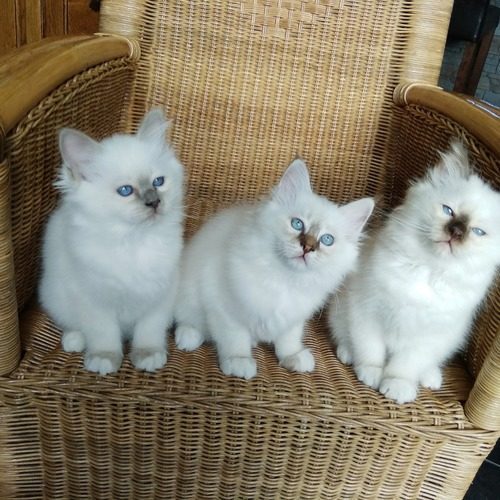 Elevage familial de Sacré de Birmanie