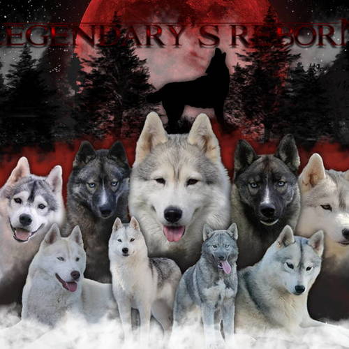 Elevage canin Legendary's Reborn