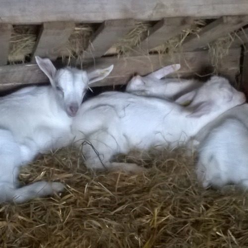 chevreaux race alpine et rove