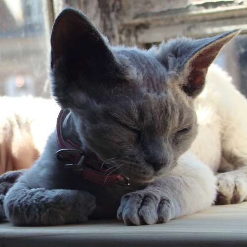 Les Devons de Matou Pitou