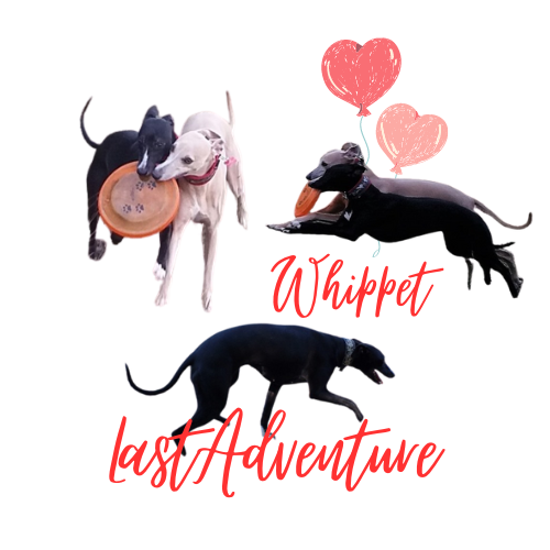 Whippet caractère & beauté sont notre prîorité