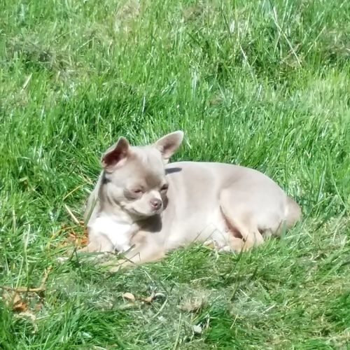 Elevage professionnel de chihuahua LOF poil court