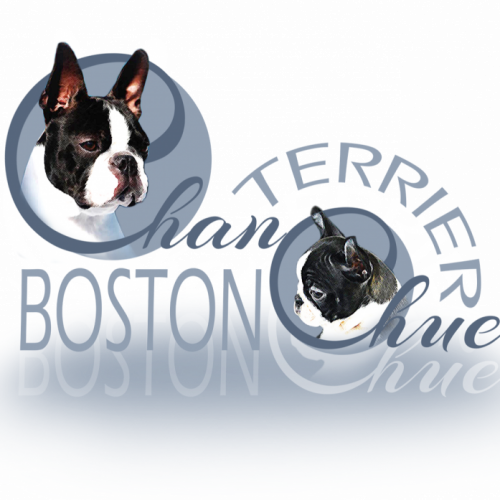 Elevage familial de boston terrier