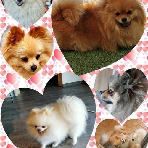 Elevage familial de spitz