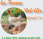 Poules pondeuses