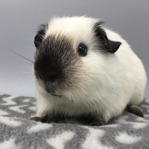 Les chonchons d’yvours