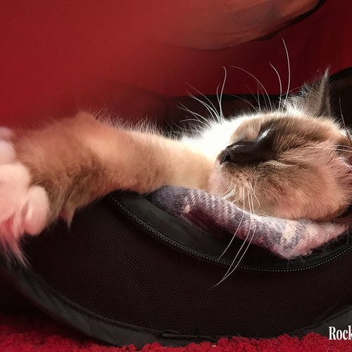 Rock The Dolls - Elevage de ragdolls