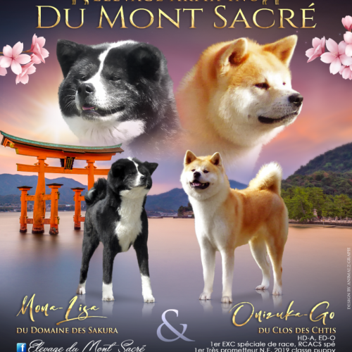 Elevage familial du mont sacré (akita inu)