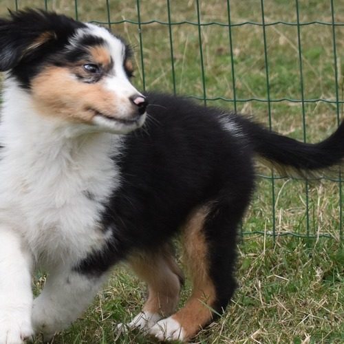 Elevage Des Etoiles Pheunix