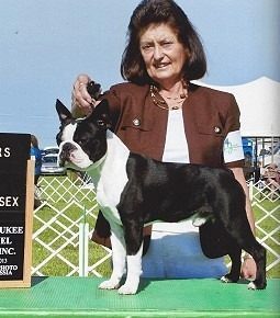 Elevage familial de Boston Terrier