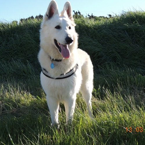 Elevage Familial du Château des princes