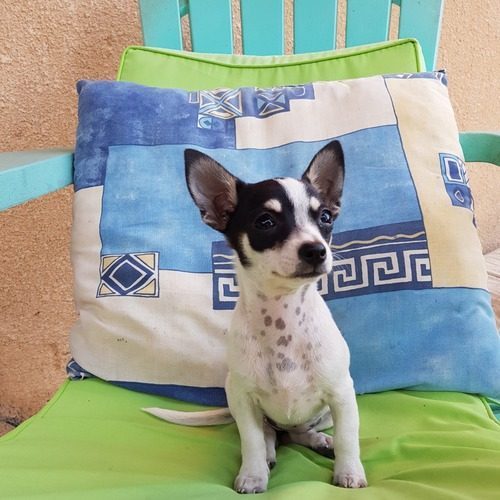 élevage de chihuahua dans les Hautes Pyrénées