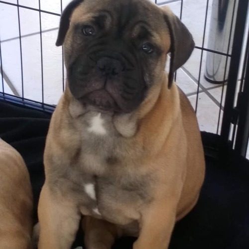 élevage de Bullmastiff