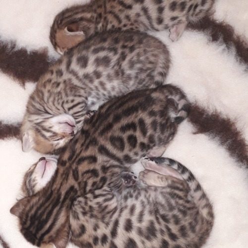 Chatterie des Terres de Pandore