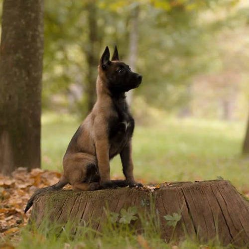 Elevage chiots malinois et tervueren