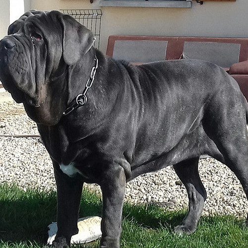 Elevage de Calywen - Mâtin de Naples LOF