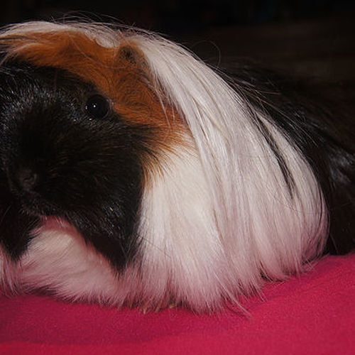 Les Cobayes De Chez Nous