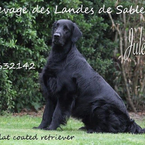Flat coated Retriever LOF