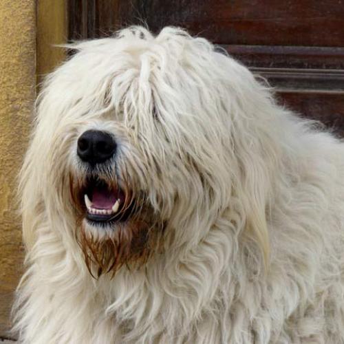 Élevage : berger de russie meridionale