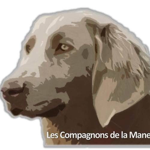 Elevage Braque de weimar à poil long