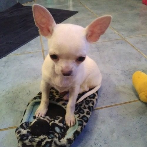 Elevage chihuahua non Lof