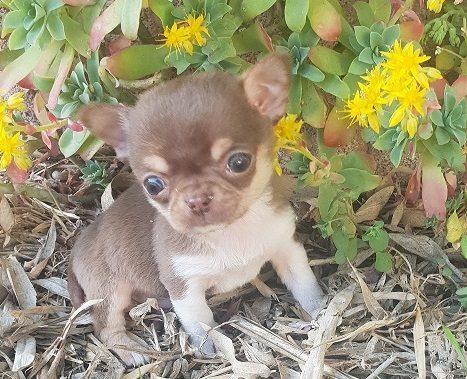 élévage de chihuahua LOF
