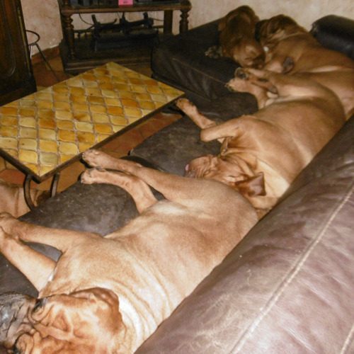 elevage des ancetres de stramousse