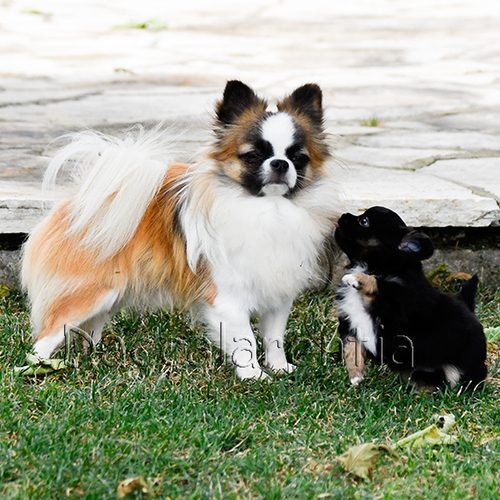 Chihuahuas poils longs