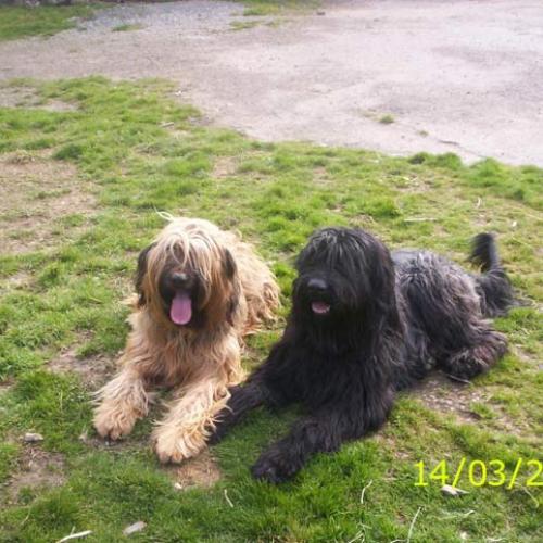 Élevage : berger de brie